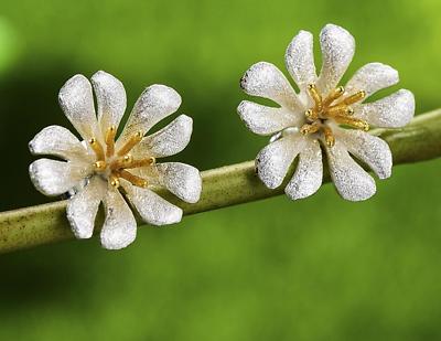 orecchini fiore di loto margherita argento 925