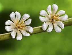 Fiore Di Loto Margherita Argento 925 Oro / Earring Flower Si